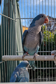 Coppia monaci blu M 23 F 22