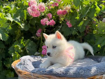 Husky con pedigree