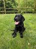 cucciolo-maschio-di-labrador-retriever