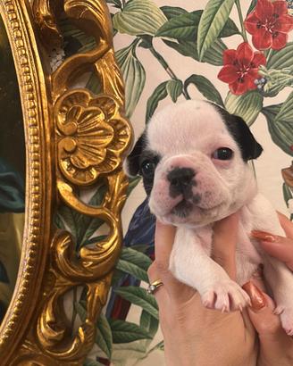 Bulldog francese