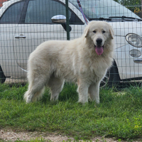 Cane da pastore maremmano abruzzese