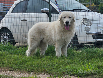 Cane da pastore maremmano abruzzese