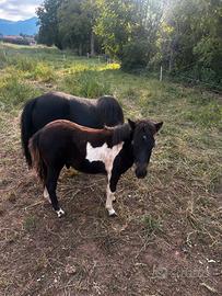 Pony puledro