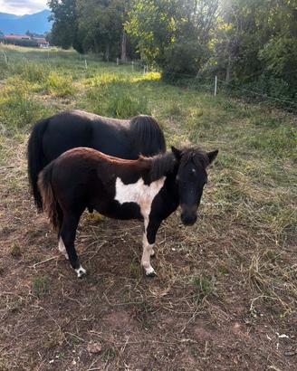 Pony puledro