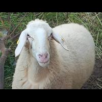 Pecora da Carne