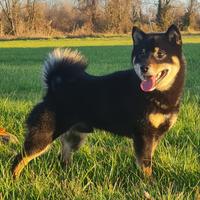 Shiba Inu per monta