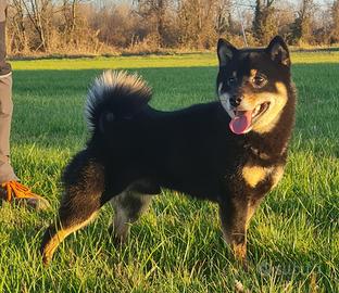 Shiba Inu per monta