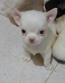 Chihuahua