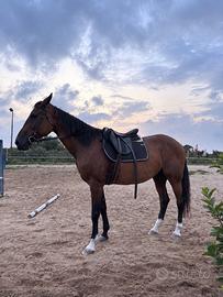 Cavalla Trottatore Italiano 2009