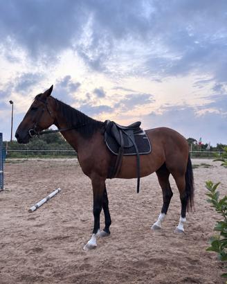 Cavalla Trottatore Italiano 2009