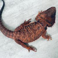 Drago Barbuto Red Monster Riproduttrice