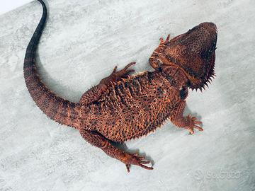 Drago Barbuto Red Monster Riproduttrice