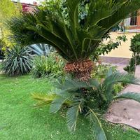 Cycas Femmina