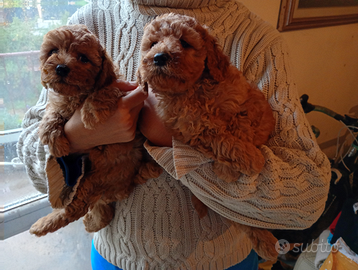 Barboncini nani e Toy rossi e albicocca