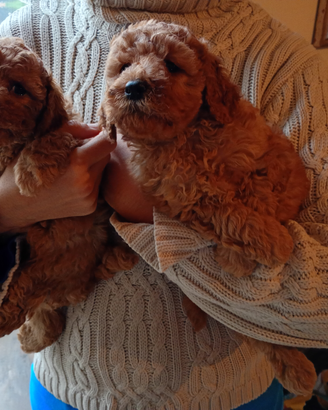 Barboncini nani e Toy rossi e albicocca