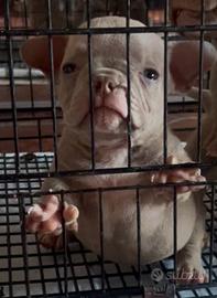 American Bully Nano Lilac Maschio