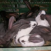 Conigli giganti pezzati o papillon