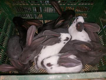 Conigli giganti pezzati o papillon