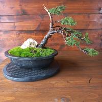 Bonsai di ginepro