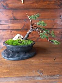 Bonsai di ginepro