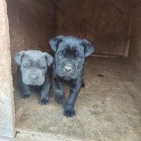 Cuccioli Cane Corso