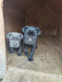 Cuccioli Cane Corso