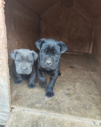 Cuccioli Cane Corso