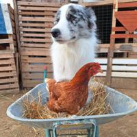 Border Collie per monta