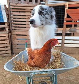 Border Collie per monta