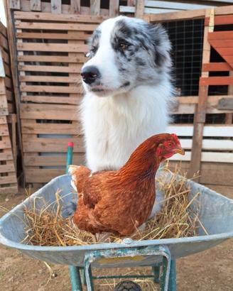 Border Collie per monta