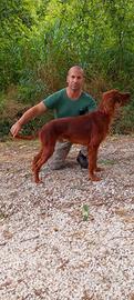 Setter irlandese