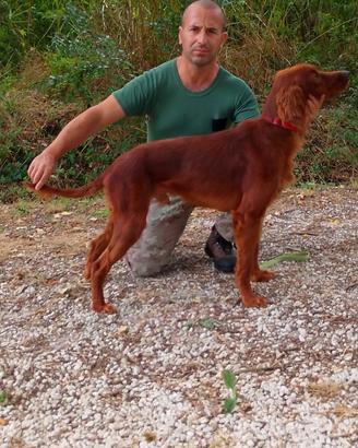 Setter irlandese