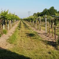 diritto di reimpianto