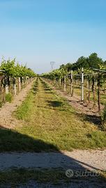 diritto di reimpianto