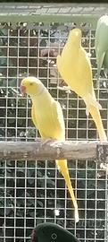 Parrocchetti dal collare