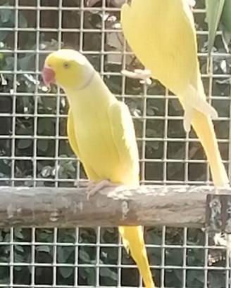 Parrocchetti dal collare
