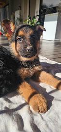 Cuccioli di Pastore Tedesco