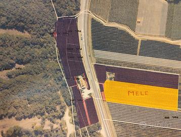 Terreno agricolo (mele e Vigneto)