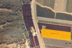 Terreno agricolo (mele e Vigneto)