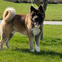 Akita Americano