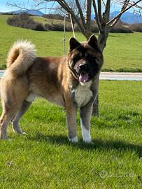 Akita Americano