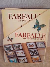 Collezione di 37 farfalle naturalizzate -  
