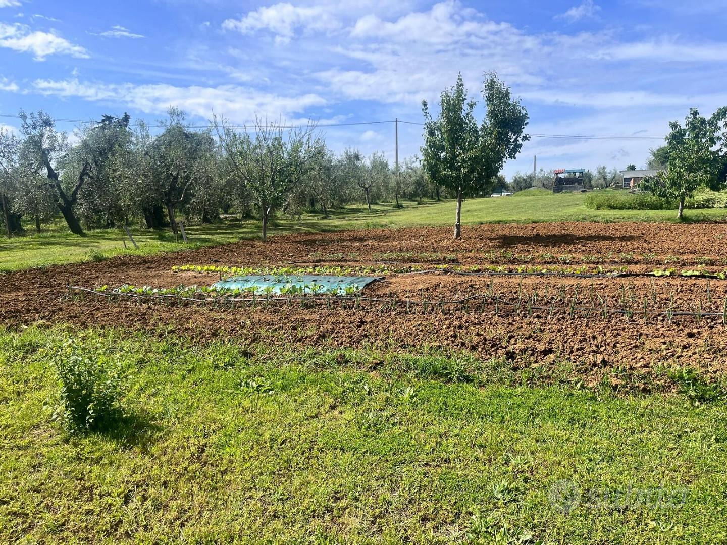 Terreno agric. a Cecina - Vista 3