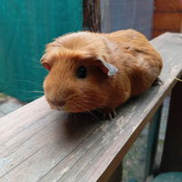 Cavia inglese