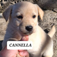Adotta Cannella