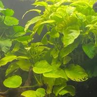 Anubias gigante