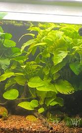 Anubias gigante