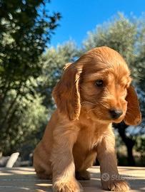 Cuccioli cocker spaniel inglese