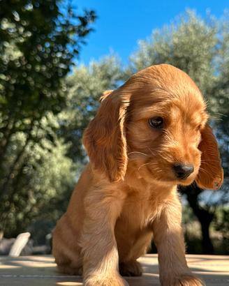 Cuccioli cocker spaniel inglese