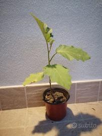 Piantine di Solanum Chrysotrichum